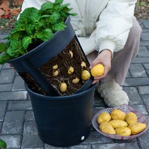 土豆种植盆生姜蔬菜种植塑料花盆盆栽家庭阳台庭院种植加厚优质