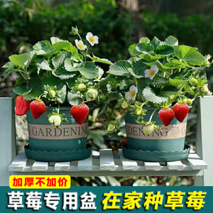 草莓盆栽专用盆阳台种植盆花盆种菜新款第三代环球加仑盆特价清仓