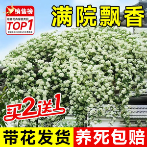 白木香花苗爬藤植物花卉重瓣红黄木香花树苗庭院蔷薇四季开花盆栽