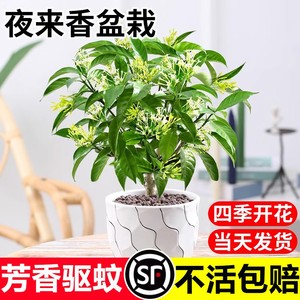 夜来香盆栽花树苗老桩室内室外驱蚊驱虫花卉植物鲜花四季开花易活