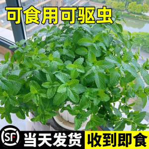 薄荷盆栽水培猫薄荷叶新鲜可食用迷迭香驱蚊植物室内阳台绿植花卉