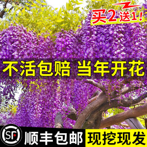 紫藤花树苗爬藤植物庭院攀援四季开花盆栽花苗绿植多花卉藤萝耐寒