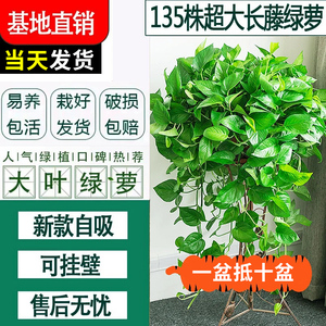 绿萝室内植物盆栽花卉新房吸甲醛垂吊大盆长藤绿箩植物办公室水培