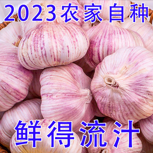 2023今年新鲜嫩紫皮干生大蒜头河南中牟一级山东10斤本地农村包邮