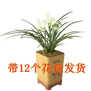 现全部不带花 开花非常香 小桃红 多次开花 兰花四季浓香经典