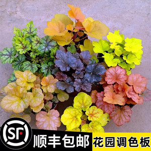 矾根盆栽花卉植物室内花苗四季常青观叶耐寒绿植佛甲草欧石竹花苗