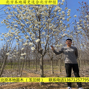 北京地区庭院紫玉兰花树苗北方种植苗木红玉兰白玉兰紫耐寒绿化