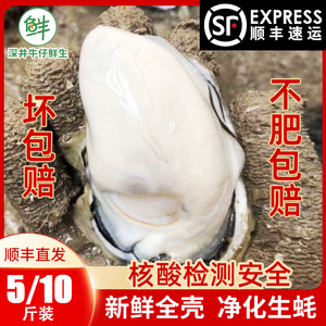 台山生蚝鲜活10斤海鲜特大生蚝肉5斤装带壳刺身生吃海蛎子