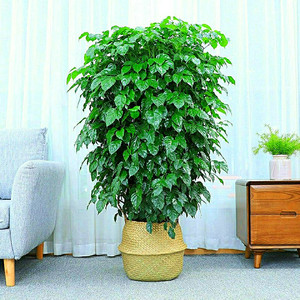 幸福树盆栽植物室内大客厅发财树桩平安大型盆景花卉绿植净化空气