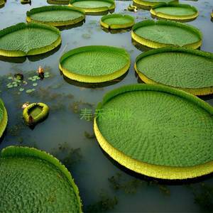 池塘水生景观植物 大型水培 王莲花 王莲种子 王莲种苗 大型水景