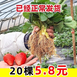 四季草莓苗盆栽带土带花带果南方露天种植食用奶油红颜大棚栽秧苗