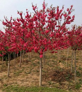 庭院观赏桃花树苗红叶碧桃树紫叶碧桃苗工程绿化苗风景树当年开花