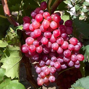 新品种 日本无核红宝石葡萄苖 南方北方种植盆水果树果实特大