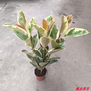 花叶彩叶橡皮树盆栽植物室内客厅绿植花卉常绿观叶植物花叶金刚