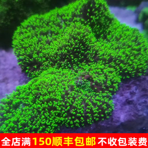 荧光绿毛菇珊瑚绿地毯菇新手好养软体小丑窝海缸观赏海葵