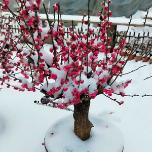 冬天不怕冻的绿植耐寒耐冻红梅腊梅老桩树苗盆景适合庭院种的花卉