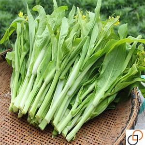 白菜苔菜种籽四季广东菜心白菜苔苗农家新鲜青菜蔬菜种子孑籽种农
