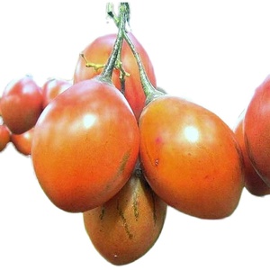 洋酸茄云南特产大树番茄缅茄树鸡蛋德宏产地包邮直发食用水果蔬菜