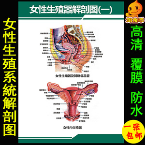 女性生殖器解剖图 医院宣传海报挂图 知识海报宫颈疾病示意图