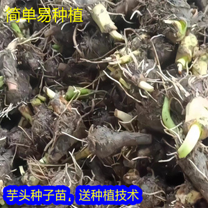 广西荔浦芋种子种苗槟榔紫芋种籽农家自留种香芋种植秧苗芋头苗种