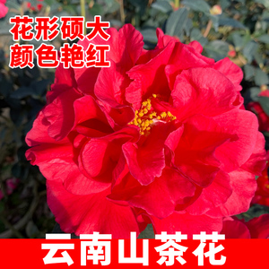 云南山茶花树苗盆栽大花浓香花卉阳台办公室观花绿植颜色艳红好养