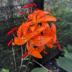 轮叶百合东北中草药植物多年生野生新鲜种球庭院花园装饰园艺花卉