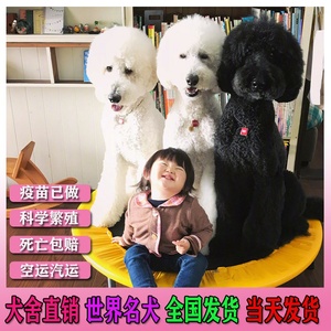 黑白花贵宾犬 黑白花贵宾犬品牌 价格 阿里巴巴 黑白花贵宾犬 黑白花贵宾犬品牌 价格 阿里巴巴