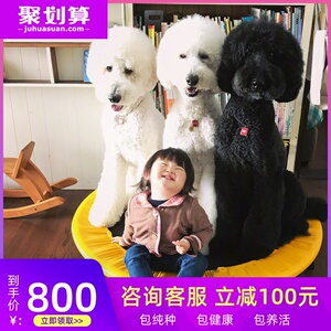 花泰迪幼犬黑白 花泰迪幼犬黑白品牌 价格 阿里巴巴