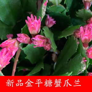 金平糖盆栽 金平糖盆栽品牌 价格 阿里巴巴