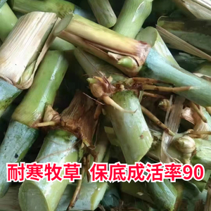台湾甜象草3号种节耐寒巨菌草种子新型皇竹草四季多年生牧草种籽