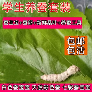 蚕宝宝儿童学生养蚕套装小学生春蚕蚕种七彩蚕卵三龄三年级饲料活