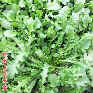 纯野生荠菜种子大叶野菜四季播菜籽阳台庭院盆栽农家蔬菜有机地菜