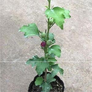 高砂芙蓉葵 高砂芙蓉葵品牌 价格 阿里巴巴 高砂芙蓉葵 高砂芙蓉葵品牌 价格 阿里巴巴
