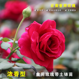 云南墨红玫瑰花苗可食用玫瑰四季开花浓香泡做玫瑰酱喜阳盆栽职务