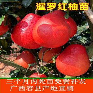 泰国暹罗香水红柚三红柚嫁接苗柚子树新品种红心纯甜水果树当年结