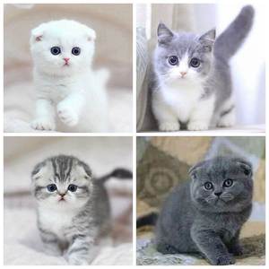 纯种英短银渐层美短幼崽蓝猫蓝白幼猫宠物猫咪活幼体小猫活物活体