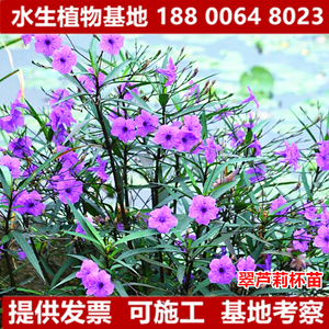 翠芦莉紫花芦莉袋苗花草苗木观赏花镜工程公路绿化苗木袋苗红花