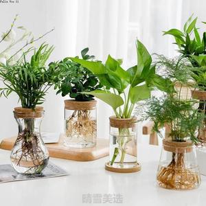 创意绿萝水养透明罗汉松花瓶{九里香水培简约植物盆栽玻璃花瓶插
