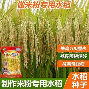 I优4761水稻种子优质大穗高产做米粉专用水稻贵朝米种子水稻谷种