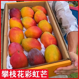 攀枝花芒果新鲜10应季斤水果甜忙整箱彩虹芒紫芒吉禄新的当季