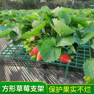 草莓架方形花架托盘支架水果园艺盆栽果实防烂叶烂果支撑架子
