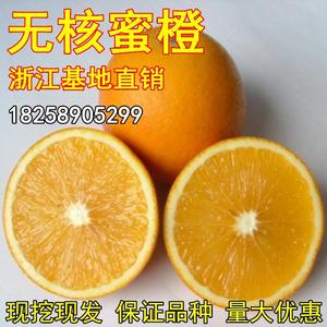 桂橙1号无核蜜橙苗 鹿寨蜜橙树苗嫁接橙子苗甜橙苗脐橙苗当年结果