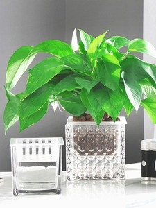 绿箩专用盆加厚正方形水培植物玻璃器皿透明方缸铜钱草花套盆花瓶