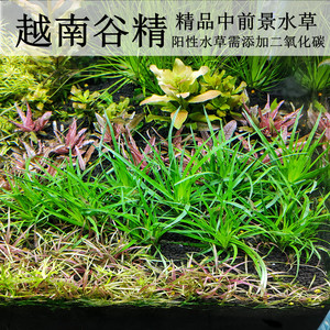 越南谷精古精前中景淡水活体水下叶植物