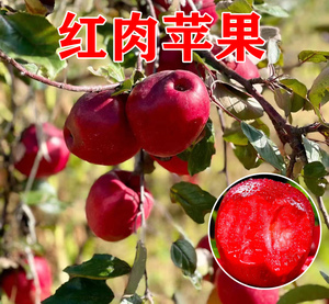 红肉苹果树苗红色之爱红心苹果苗北南方庭院种植盆栽地栽当年结果