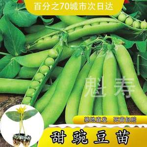 台湾珍奇甜脆豌豆种苗农家四季种植长寿豌豆仁甜豆蔬菜籽 豆荚籽