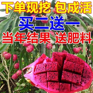 红心火龙果苗盆栽四季阳台紫肉火龙果树果苗南方北方种植当年结果