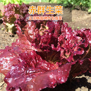 韩国进口生菜种子紫生菜种籽赤裙绿裙春秋四季阳台盆栽种蔬菜种孑