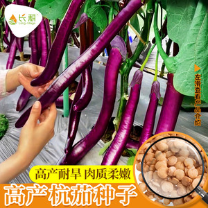 紫杭茄六号线茄子种子苗高产耐旱抗病春季夏四季黑紫色长茄子种籽