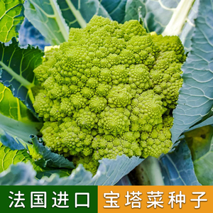 进口宝塔菜种子绿菜花花菜罗马花椰菜口感脆爽法国克鲁斯公司出品